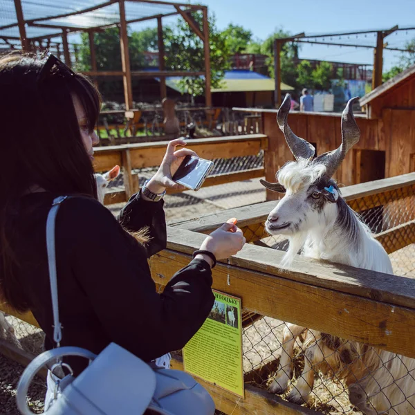 Jeune Femme Nourrissant Des Animaux Prenant Des Photos Chèvre Près — Photo