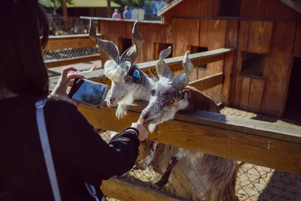 young woman feeding animals and taking picture. goat close up. zoo life. farming