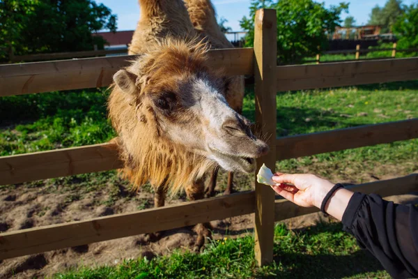 Camello Alimentación Animal Fin Semana Zoológico — Foto de Stock