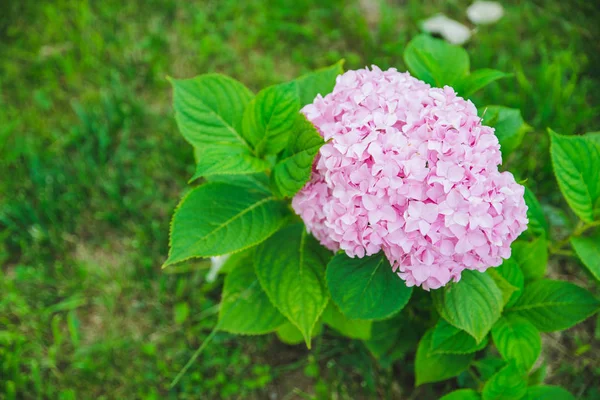 Blommande Rosa Hortensior Blommor Närbild Våren Väg — Stockfoto