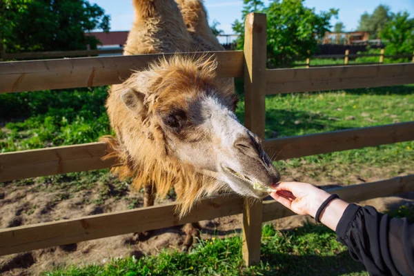 Camello Alimentación Animal Fin Semana Zoológico — Foto de Stock