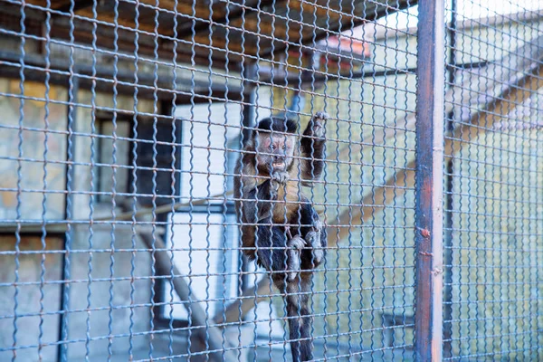 Capuchin Zoo Cage Life Custody — Stock Photo, Image