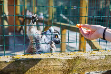 kadın besleme lemur Hayvanat Bahçesi'nde. hayat gözaltında