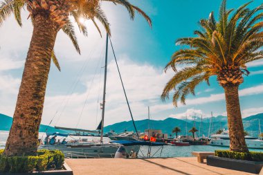 palmiye ağacı ile arka plan yatlar