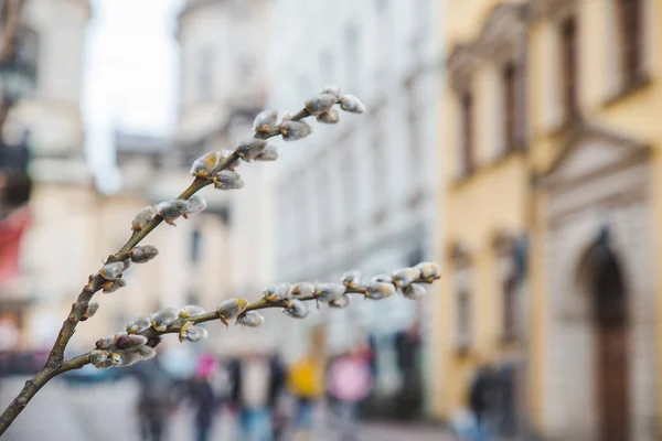 Ramo di salice da vicino. la primavera sta arrivando — Foto Stock