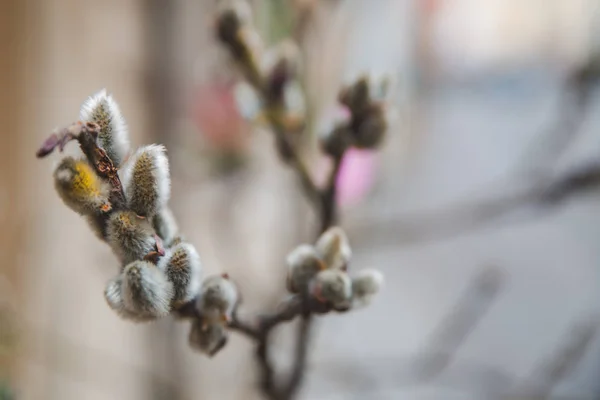 Ramo di salice da vicino. la primavera sta arrivando — Foto Stock