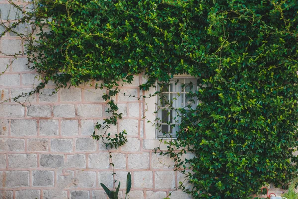 building with climber plants on gray brick wall with window