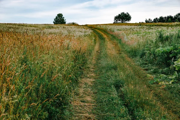 Overcast weather. trail in field — Stock Photo, Image