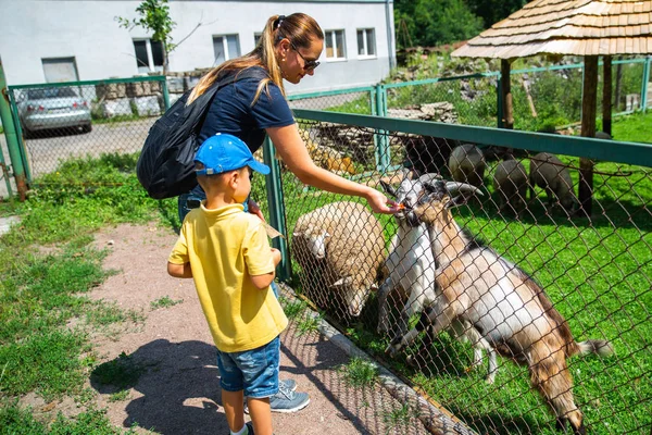 Jongetje met moeder voederen geiten in contact dierentuin — Stockfoto