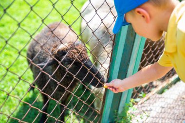 iletişim hayvanat bahçesinde küçük çocuk besleme koyun