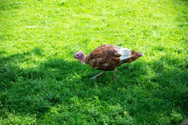 turkey bird walking by green grass at farm