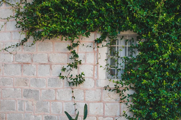 Byggnad med klättrare växter på grå tegelvägg med fönster — Stockfoto