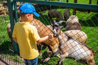 küçük çocuk iletişim hayvanat bahçesinde keçi besleme