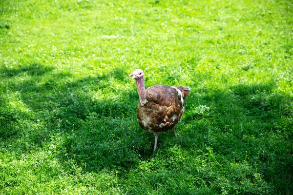 turkey bird walking by green grass at farm