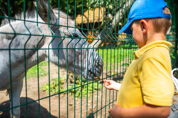 little toddler boy feeding donkey at contact zoo