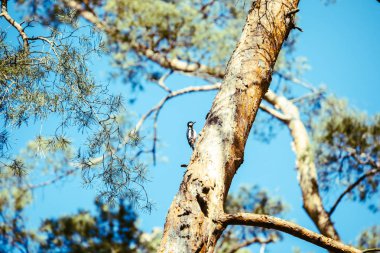 ağaçkakan kuş ağaçta