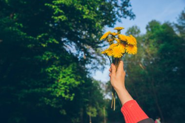 Sarı karahindiba buketi tutan kadın.