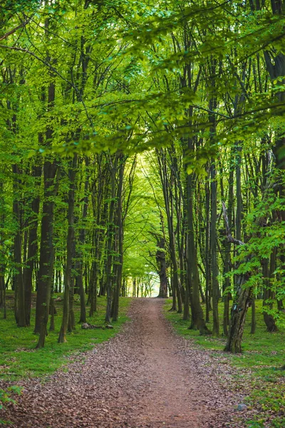 Trilha na floresta de verão — Fotografia de Stock