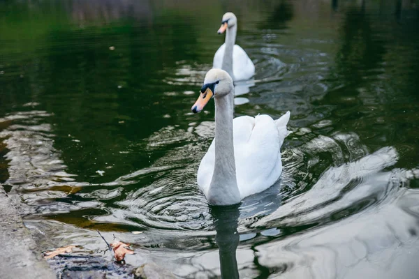 Couple swans at lake close up — Stock Photo, Image