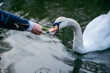 gölde kuğu besleme