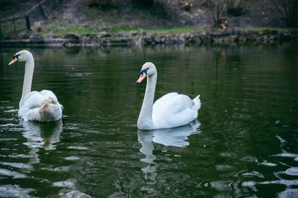 湖のクローズアップでカップルの白鳥 — ストック写真