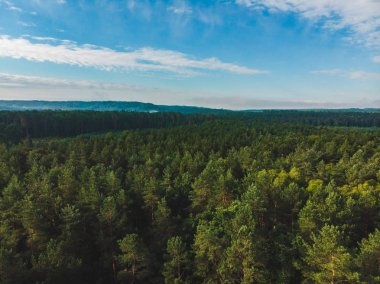 ormanın havadan görünümü. Manzara. yaz saati