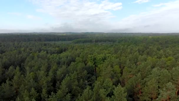 Visão Aérea Floresta Verão Movimento Para Frente Luz Drone — Vídeo de Stock