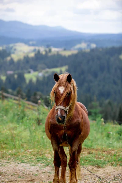 Красивий коричневий кінь у поданих горах на фоні — стокове фото