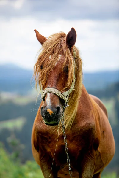 Коричневая лошадь крупным планом — стоковое фото