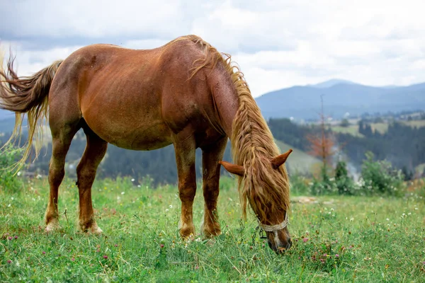 Beau cheval brun dans les montagnes classées sur fond — Photo