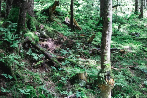 Landscape view of woodland in summer time — Stock Photo, Image