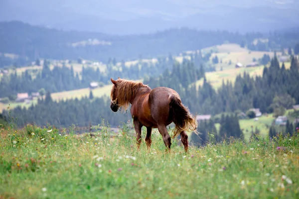 Kaunis ruskea hevonen arkistoida vuorilla taustalla — kuvapankkivalokuva