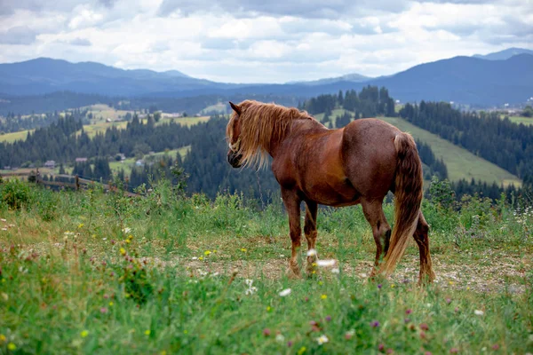 Красивий коричневий кінь у поданих горах на фоні — стокове фото