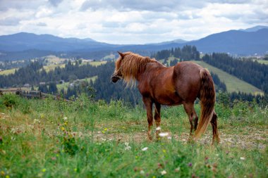 arka planda dosyalanmış dağlarda güzel kahverengi at