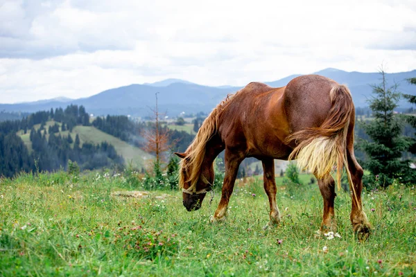 Красивая коричневая лошадь в горах на заднем плане — стоковое фото