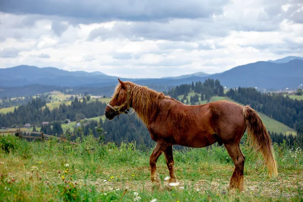 Kaunis ruskea hevonen arkistoida vuorilla taustalla — kuvapankkivalokuva
