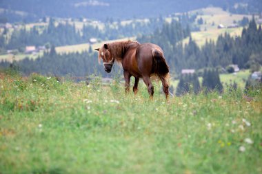 arka planda dosyalanmış dağlarda güzel kahverengi at