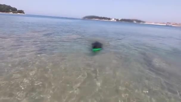 Cão Preto Nadando Mar Após Frisbee Brinquedo Pet Lazer Atividades — Vídeo de Stock