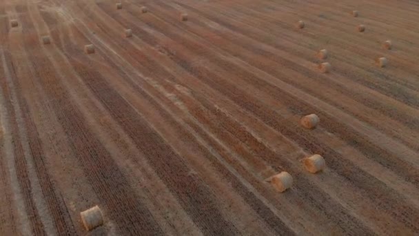 Luftaufnahme Der Heuernte Auf Dem Feld Herbsterntekonzept — Stockvideo