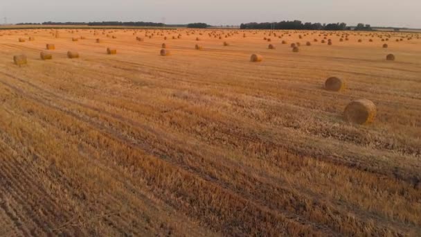 Aerial View Hay Stock Field Autumn Harvest Concept — Stock Video