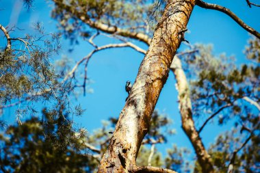 ağaçkakan kuş ağaçta