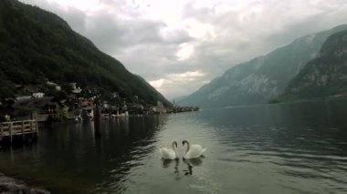 etrafında hallstatt göl dağlarda kuğu kuşlar çift