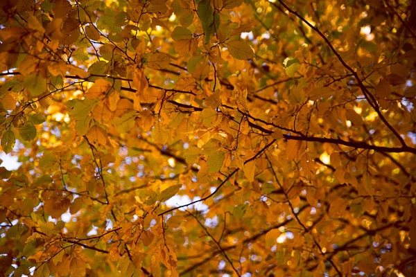 Вид на жовтий осінній ліс — стокове фото