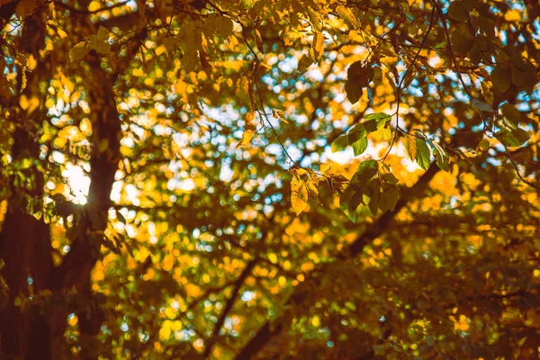 Vista de otoño amarillo bosque de otoño —  Fotos de Stock