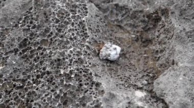 Deniz kabuğunda kayaile hareket eden küçük yengeç kırpılmış görünümü