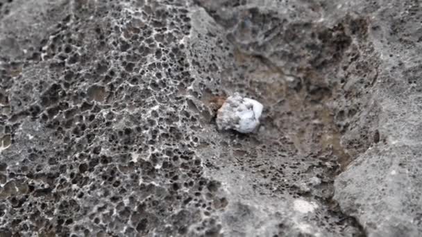 由岩石移动的贝壳中小螃蟹的裁剪视图 — 图库视频影像