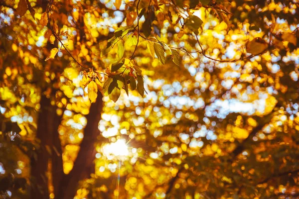 Vista de otoño amarillo bosque de otoño — Foto de Stock