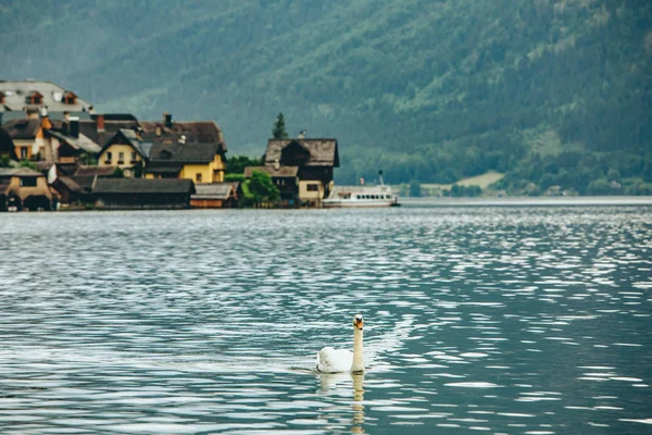 Vit svan simning vid sjön Hallstatt stad i bakgrunden — Stockfoto