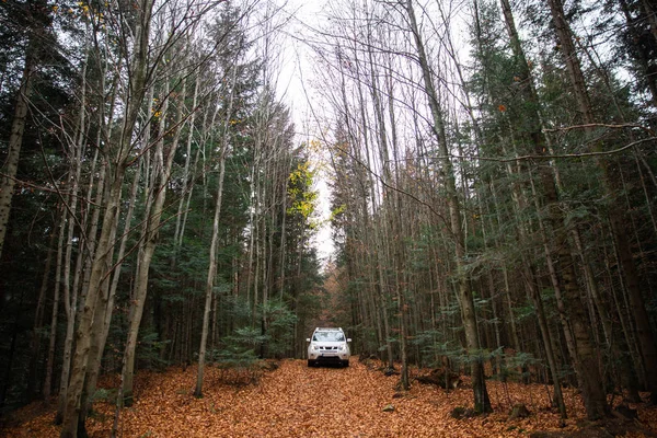 Coche suv blanco en camino camino en el bosque de otoño — Foto de Stock