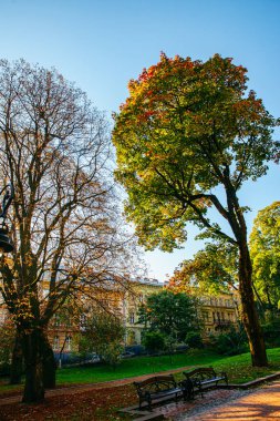 sonbahar yeşil sarı yaprakları ve boş dalları ile ağaç geliyor